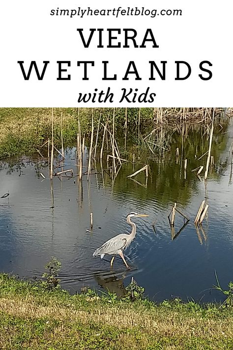 Viera Wetlands with Kids #VieraWetlands #Viera #BrevardZoo #Florida #Melbourne #birdwatching via @amerrill98 Viera Florida, Travel Florida, Florida Destinations, Bird House Kits, Picnic Spot, How To Attract Birds, Cocoa Beach, Travel Planning, Travel Board