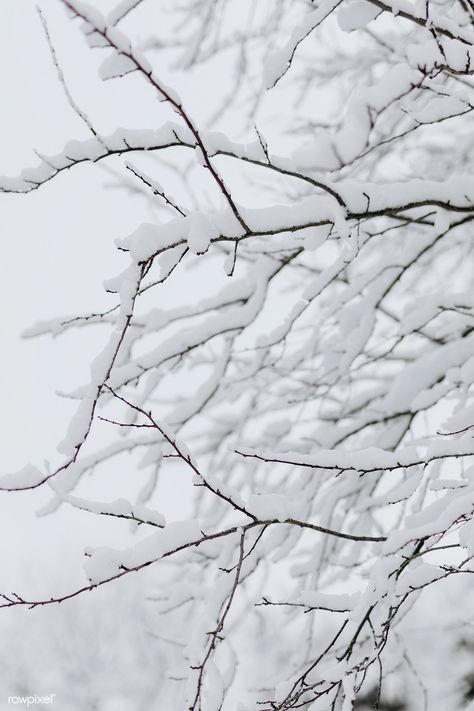 Tree branches covered with snow | premium image by rawpixel.com / Karolina / Kaboompics Snow Covered Branches, Snowy Branches, White Tree Branches, Winter Leaves, Bare Tree, Winter Background, Rock Creek, Image 4k, Snowy Day