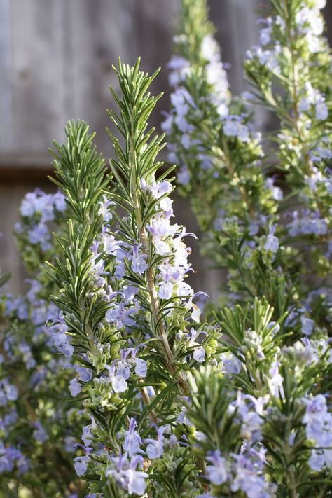 Rosemary Garden, Rosemary Flower, Rosemary Herb, Growing Rosemary, Tattoo Plant, Rosemary Plant, Plantas Bonsai, Smart Garden, Bee Garden