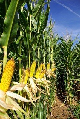 corn field Arrange Flowers In A Vase, Growing Sweet Corn, Shakespeare Garden, Agriculture Photography, Field Corn, Corn Fields, Growing Corn, Arrange Flowers, Cattle Feed