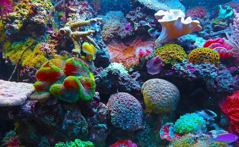 Research maps countries that will be most impacted by large-scale coral reef loss Aquarium Pump, Underwater Pictures, Coral Art, Reef Tank, Saltwater Aquarium, Marine Biology, Soft Corals, Palau, Great Barrier Reef