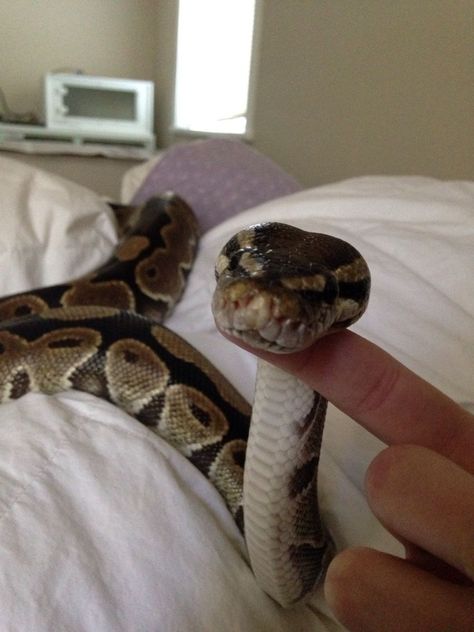 Ball Python Pet, Snakes Pet, Snake Pets, Ball Python Snake, Cute Animal Pfp, Snake Pet, Snake Terrarium, Pet Aesthetic, Pet Snakes