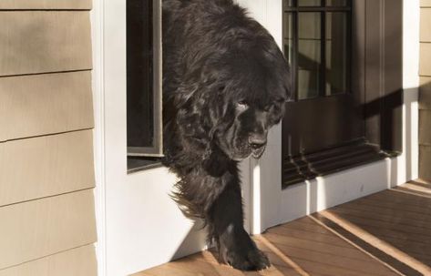 Give your pet the freedom to come and go whenever it wishes by installing this energy-efficient kit Doggy Doors To Outside, Doggie Door Ideas Large Dogs, Dog Doors For Large Dogs, Diy Dog Door, Large Dog Door, Dog Friendly Plants, Pet Patio Door, Homey Touches, Door Plans