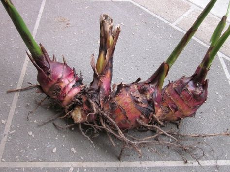 Canna bulbs winter storage --hope mine make it through first winter Canna Lily Garden, Canna Bulbs, Canna Lilies, Flower Tips, Grow From Seed, Canna Lily, Propagation Station, Lily Garden, Winter Storage