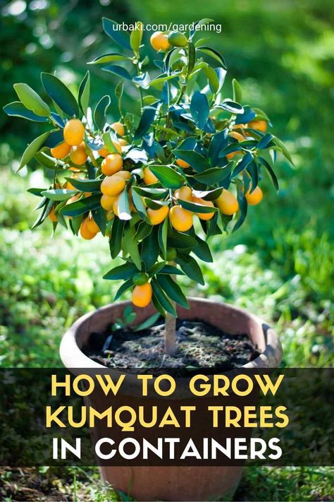 Kumquat Tree Potted, Kumkwat Tree, Kumquat Tree Indoor, Potted Kumquat Tree, Dehydrate Recipes, Mushroom Mural, Tropical Planter, Fruit Farming, Trees In Containers