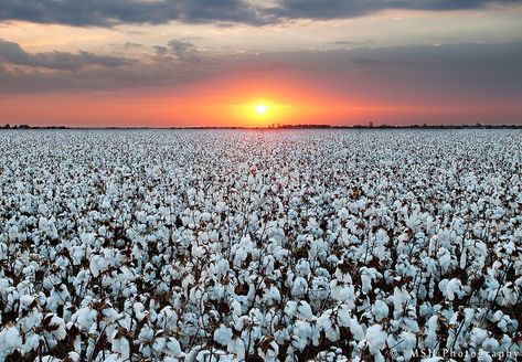 Earnest Cotton Farm | LARGER VIEW | Matthew Howard | Flickr Cotton Farm, Field At Sunset, Cotton Painting, Cotton Fields, Farm Photo, Agriculture Farming, Farmhouse Art, Frames For Canvas Paintings, Affordable Wall Art