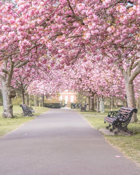 Greenwich Park with Cherry blossom in full bloom in London Bored Of Life, Secret Places In London, Fleur Aesthetic, Greenwich Park, London Baby, Cherry Blossom Season, Magnolia Trees, London Places, Sakura Cherry Blossom