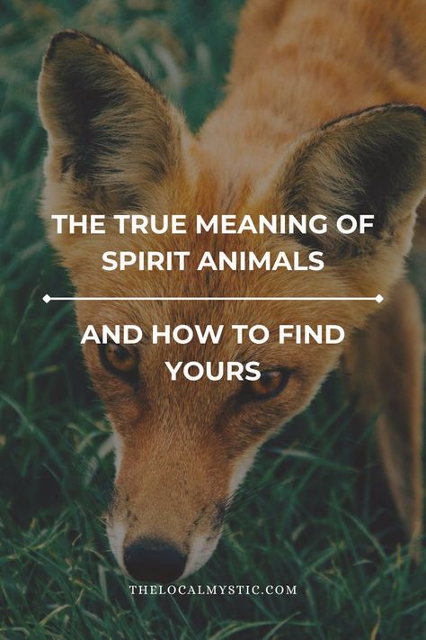 Spirit Animal List, Spirit Animal Quotes, What's My Spirit Animal, Find My Spirit Animal, Animal Totem Spirit Guides, Animal List, Spirit Animal Quiz, Spiritual Signs, Find Your Spirit Animal