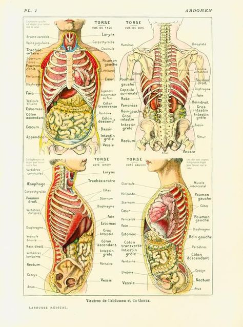 1912 Anatomy Human Body Internal Organs Intestine Liver Kidnet Guts Encyclopedia Larousse medical French Vintage 80 YEARS OLD | Human body organs Human anatomy chart Human body Human Anatomy Chart, Torso Anatomy, Anatomy Organs, Sistem Saraf, Human Body Organs, Body Diagram, Human Organ, Human Body Anatomy, Muscle Anatomy