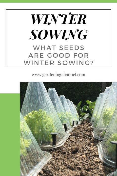 Winter Sowing Vegetables, Winter Garden Prep, Cold Weather Gardening, Winter Sowing Schedule Zone 5, Seed Binder, Winterizing Plants, Winter Sowing Seeds, Plants Hacks, Garden Prep