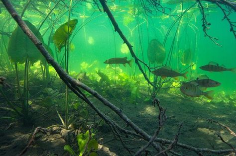 Underwater Lake, Underwater River, Water Nymphs, Wildlife Photos, Underwater Photography, Fish Art, Underwater World, Nature Aesthetic, Photo Reference