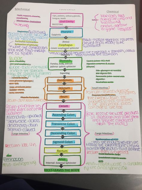 General Biology Notes, Digestive System Nursing Notes, Reproductive System Nursing Notes, Digestive System Notes, Digestion And Absorption Notes, Digestion And Absorption Neet Notes, The Excretory System Notes, Medical Terminology Study, Medical Assistant Student