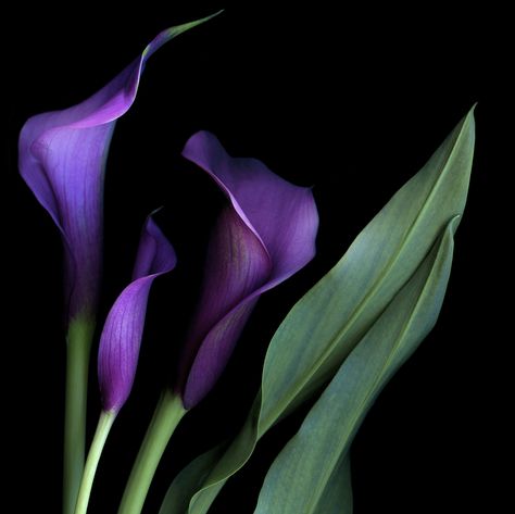 Purple Callas | by Susan fisher on 500px Lily Pictures, Purple Calla Lilies, Lily Wallpaper, Arum Lily, Purple Lily, Calla Lily Flowers, Lily Painting, Cellphone Wallpaper Backgrounds, Rose Arrangements