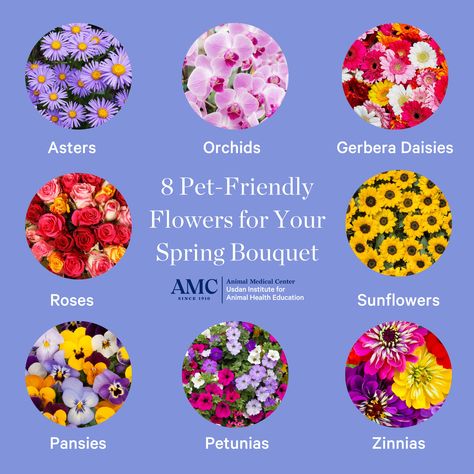 #UsdanPetTips - Since many flowers are poisonous to pets, it’s important to be mindful of what you include in your arrangement. Here are 8 flowers that are non-toxic to dogs and cats. Keep in mind that ingesting any plant material can cause vomiting and gastrointestinal upset, so it’s best to keep your pet from grazing. For a full list of toxic and non-toxic plants, check out the ASPCA’s database: https://www.aspca.org/pet-care/animal-poison-control/toxic-and-non-toxic-plants Cat Safe Flower Arrangements, Pet Friendly Flowers, Non Toxic Flowers Cats, Dog Safe Flowers, Dog Friendly Flowers, Pet Safe Flowers, Flowers Safe For Dogs, Flowers Safe For Cats, Pet Friendly Yard