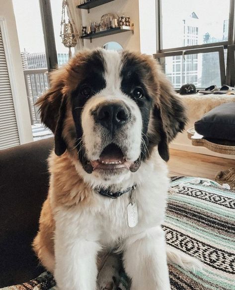 St Bernard Puppy, Psy I Szczenięta, St Bernard Dogs, Bernard Dog, San Bernardo, St Bernard, Blue Heeler, Cute Dogs And Puppies, Cane Corso