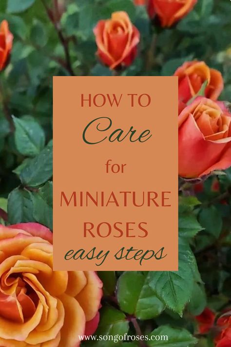 Caring for miniature roses might seem difficult at first, but rest assured, you’ll soon find that miniature roses are not only easy to care for, but they are incredibly rewarding. Click on the pin to learn how to care for miniature roses. Miniature Roses Care, How To Care For Roses, Mini Rose Garden, Mini Rose Bush, Rose Bush Care, Plant Obsession, Rose Plant Care, Rose Fertilizer, Miniature Roses