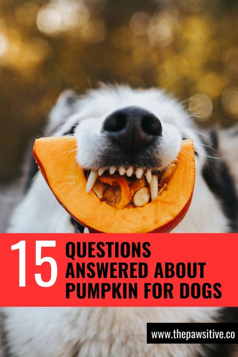 Can dogs eat pumpkin seeds, canned pumpkin puree & raw pumpkin? Learn that and how much pumpkin to give dogs, benefits of pumpkin for dogs, pumpkin for a dog's upset stomach plus pumpkin dog treats, dog food & other pumpkin ideas and pumpkin snacks! No pumpkin spice latte though. #canmydogeat #canmydogeatthis #canmydogeatthat #dogeating #dogsafefood #whatcandogseat #pumpkin #pumpkins #pumpkinideas #pumpkinsnack #pumpkinfordogs #pumpkinfordogsconstipation #pumpkinbenefitsfordogs #pumpkindogtreats Dog Glands, Pumpkin Snacks, Can Dogs Eat Pumpkin, Pumpkin For Dogs, Pumpkin Benefits, Dog Upset Stomach, Pumpkin Spread, Benefits Of Pumpkin, Pumpkin Seeds Benefits