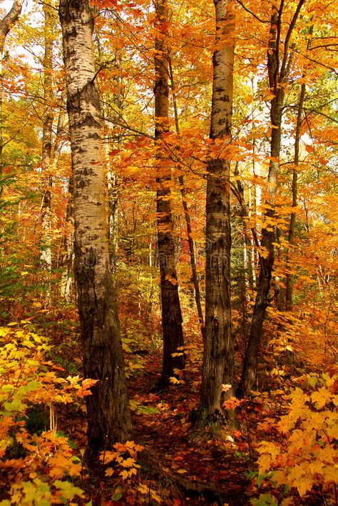 Fall forest. Golden fall forest with hiking trail , #AD, #Golden, #forest, #Fall, #trail, #hiking #ad Japanese Maple Leaves, Forest Cafe, Forest Fall, Golden Forest, Artist Problems, Fall Forest, Fall Faves, Yellow Tree, Forest Background