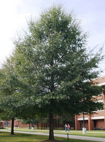 A Tree to Try — Willow Oak (there’ll be no weeping for this “unlikely” tree) | Tree Link Willow Oak Tree, Willow Tree Leaves, Willow Oak, Texas Plants, Weeping Willow Tree, Willow Leaf, Tree Tree, Mini Farm, Weeping Willow