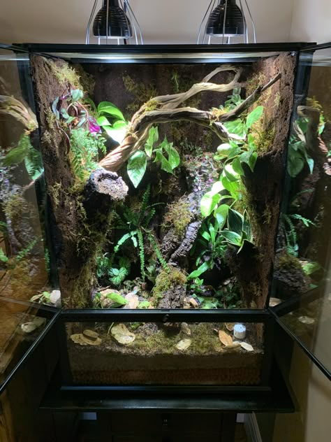 Lighting a tall Vivarium | Dendroboard Vivarium Crested Gecko, Whites Tree Frog Vivarium, Dumpy Tree Frog Terrarium, Whites Tree Frog Enclosure, Vertical Vivarium, Bioactive Crested Gecko Tank, White Tree Frog Enclosure, Whites Tree Frog Terrarium, Crested Gecko Terrarium Ideas