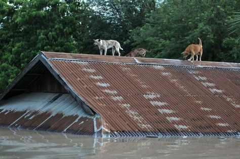 Bago city near yangon. Bago City, Kalay, Yangon, Burmese, The Roof, Bago, Myanmar, Roof, Government