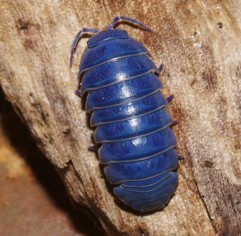 Roly poly  or Blue pillbug - Armadillidium vulgare - male8*5/96 Woodlice, Pill Bug, Cool Insects, Cool Bugs, Roly Poly, Beautiful Bugs, Creepy Crawlies, Arthropods, Crustaceans