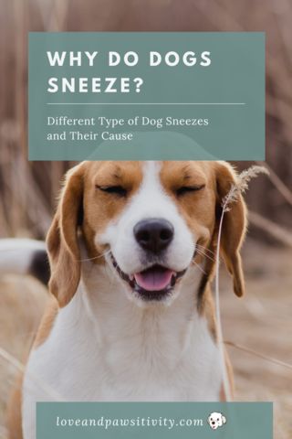 Dog Sneezing, Different Types Of Dogs, Soft Palate, Dog Allergies, Types Of Dogs, Different Dogs, Insect Bites, Pet Parent, Veterinarian