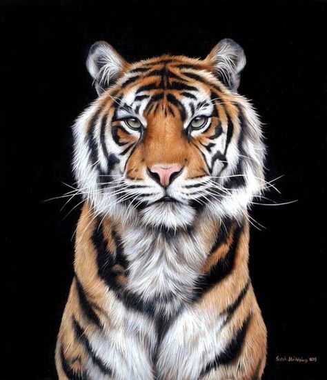 Tiger Artwork, Tiger Drawing, Sumatran Tiger, Tiger Illustration, Tiger Painting, Tiger Pictures, Big Cats Art, Tiger Art, Wildlife Artists