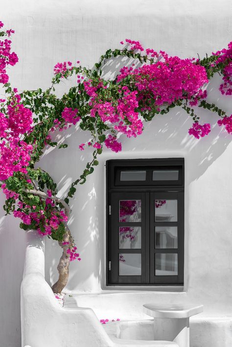 Bougainvillea in Mykonos | Joe deSousa | Flickr Vacation Resorts, Bougainvillea, Popular Wedding, Mykonos, Front Yard, Pink Flowers, Planting Flowers, Beautiful Flowers, Garden Design