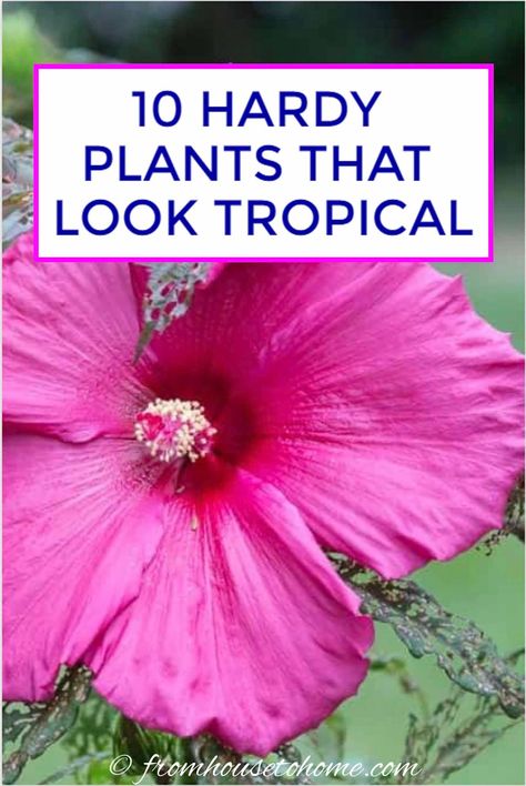 Cold Hardy Tropical Landscaping, Tropical Looking Plants Zone 6, Pool Yard Landscaping, Cold Hardy Tropical Plants, Tropical Looking Plants, Hibiscus Shrub, Tropical Garden Plants, Variegated Hosta, Look Tropical