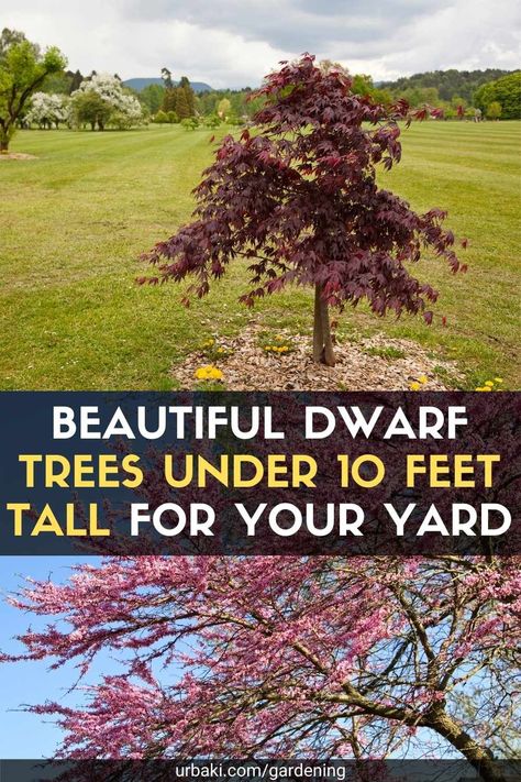 If you have a small patio, large sugar maple or towering oak will not fit. Fortunately, there are many small trees that can be planted in your yard or garden. In fact, many trees were grown for smaller spaces. When buying, check the estimated heights of the trees and look for shorter varieties. Those with the word "dwarf" in their names tend to be shorter, like weeping trees or trees with fallen branches. And always make sure it can withstand winters in your USDA hardiness zone. After that... Small Trees To Plant Near House, Full Sun Small Trees, Small Decorative Trees For Landscaping, Best Small Trees For Front Yard, Small Trees For Landscaping Front Yards, Small Landscaping Trees Near House, Small Flowering Trees Front Yards, Small Maple Trees, Ornamental Trees For Small Gardens