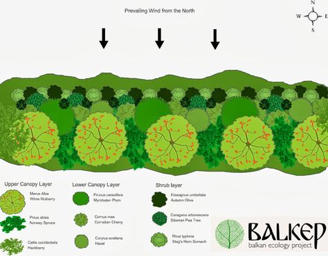 Balkan Ecology Project : Windbreak/Shelterbelt Design Wind Break Garden, Windbreak Trees, Ecology Projects, Food Forest Garden, Regenerative Agriculture, Ecology Design, Wind Break, Farmhouse Landscaping, Permaculture Gardening