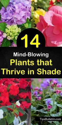 Looking to spruce up those shady areas areas with something besides hosta? Let us show you the best plants for full shade, as well as those that thrive in partial shade. From hardy evergreens to colorful coral bells, we show you what works best. #shade #plants #shadeplants #plantsforshade Gardens For Shaded Areas, Scrubs That Grow In Shade, Planting In Shaded Areas, Evergreens For Shaded Areas, Plants For The Shade Backyards, Flowers For Shady Areas, Garden Ideas Shaded Area, Shade Loving Plants For Containers, Shade Plants For Zone 9