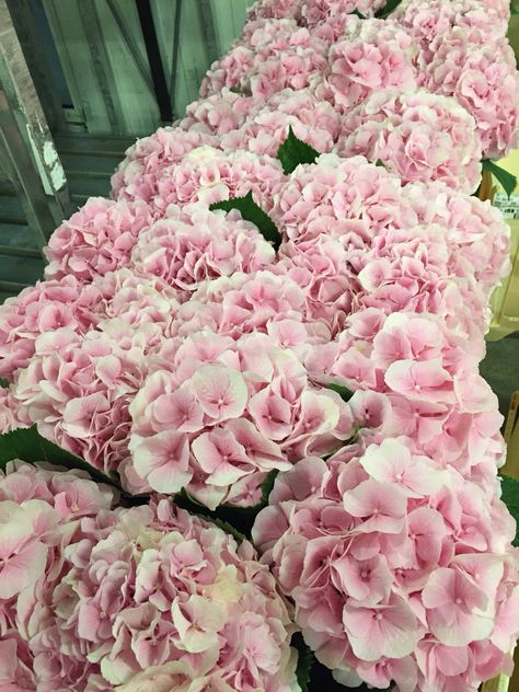 Hydrangea , verena pale pink ,  At Flowervision Pink Hydrangeas Aesthetic, Pale Pink Hydrangea, Pink And White Hydrangea Bouquet, Pink Hydrengas, Hydrangea Wedding Bouquet Pink, Hydrangea Bouquet Pink, Hydrangea Bouquet Aesthetic, Pink And White Hydrangea, Light Pink Hydrangea