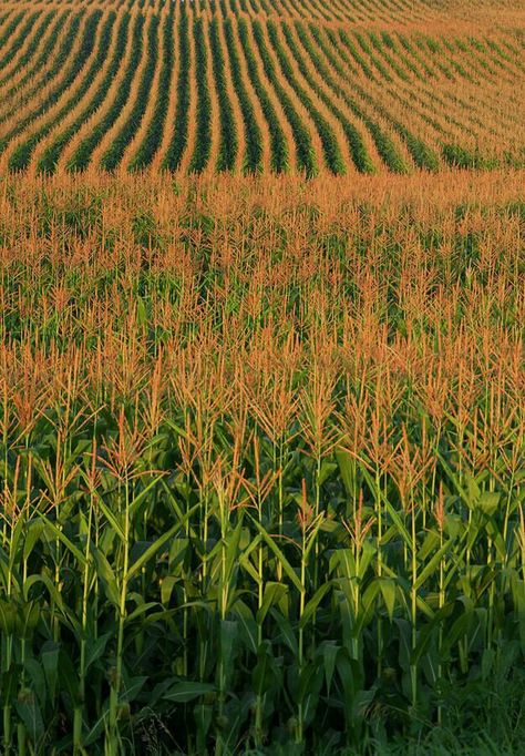 Cornfield Sunset, Fruit Farming, Corn Fields, Crop Field, Corn Field, Valley Of Flowers, Corn Seed, Moonlit Night, Permaculture Design