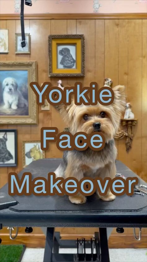 Rachel | There are few things I love more than grooming a cute yorkie face, and I’m so excited to be able to share all my tips and tricks on how to… | Instagram Grooming Yorkies Faces, Male Yorkie Hairstyles, Yorkie Grooming Styles, Yorkie Teddy Bear Cut, Grooming Yorkies, Yorkie Haircut, Yorkie Cuts, Face Makeover, Yorkie Hairstyles