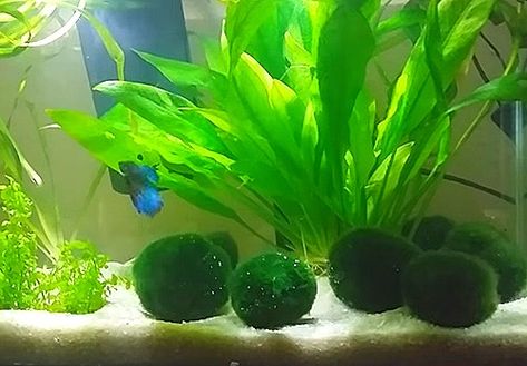 Reptile Tanks, Freshwater Aquarium Plants, Diy Fish Tank, Marimo Moss, Jacques Cousteau, Tropical Fish Tanks, Tropical Fish Aquarium, Betta Fish Care, Fresh Water Fish Tank