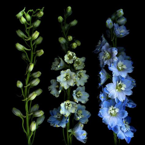 Delphinium. I want to buy more of these fr the garden July Birth Flower, Larkspur Flower, Blue Delphinium, Gautama Buddha, Color Meanings, Light Well, Annual Flowers, Flowers Blue, Delphinium