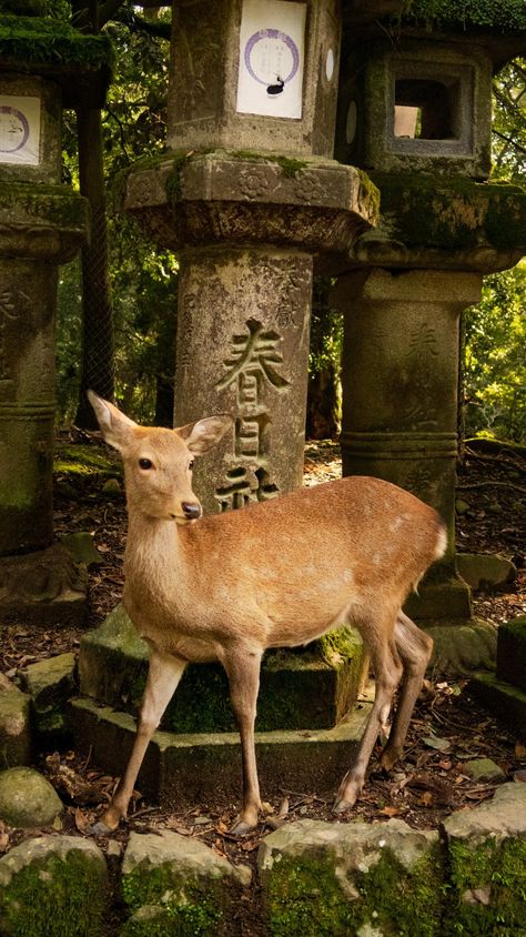 Art Wallpaper Japanese, Japanese Art Wallpaper, Aesthetic Japanese Art, Japanese Art Aesthetic, Wallpaper Japanese, Nara Park, Aesthetic Japanese, Deer Photos, Brown Deer