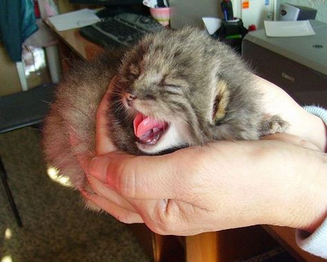 Farmer Surprised After The Kittens He Found Turned Out To Be Something Else Cat Having Kittens, Pallas's Cat, Tiny Kitten, Cat Stories, Cute Kitten Gif, Little Kittens, Animal Stories, Domestic Cat, Cute Kittens