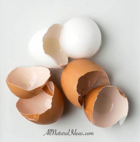 Recycling egg shells Growing Organic Vegetables, Table Centerpiece Decorations, Eating Eggs, Recycled Garden, Egg Shell, Pink And Purple Flowers, White Bowls, Organic Vegetables, Boiled Eggs