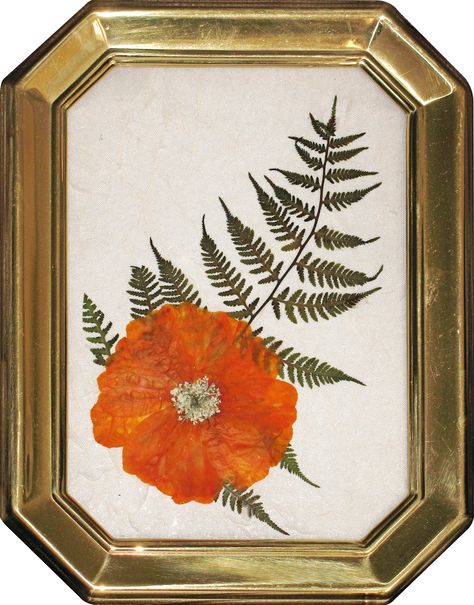 Pressed Marigold Flower, Fried Flowers, Algona Iowa, Pounded Flowers, Pressing Flowers, Flower Picture Frames, Dried Plants, Pressed Flower Crafts, Pressed Leaves