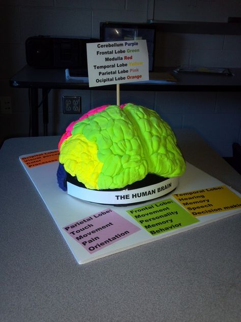 brain project Brain Science Fair Projects, Make A Brain Model, 3d Nervous System Project, 3d Anatomy Project, Brain Science Project, Build A Brain Project, Nervous System Model Project, 3d Brain Project Ideas, How To Make A Brain Model