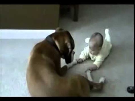 Boxer holds baby's hand affectionately Dogs Gif, Boxer And Baby, Boxer (dog), Crazy Dog Lady, Crawling Baby, Kinds Of Dogs, Holding Baby, Hand Watch, Baby Hands