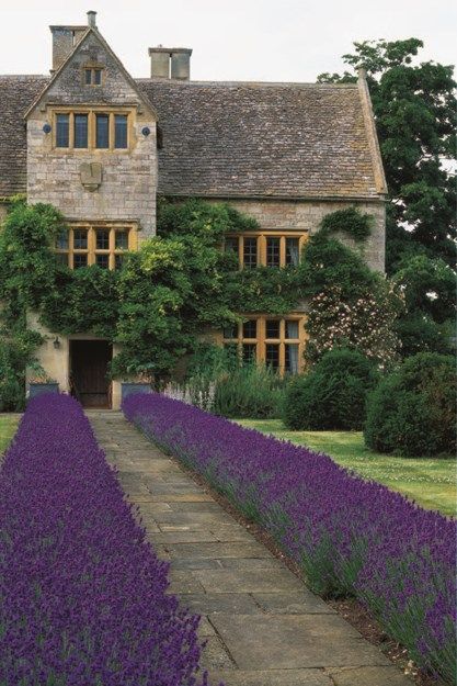 Front Path Lined With Clipped Lavender Garden Design Calimesa, CA Front Path, Naturalistic Garden, Casa Country, Lavender Garden, 카페 인테리어 디자인, Low Maintenance Landscaping, Front Yard Garden, Kew Gardens, Garden Cottage