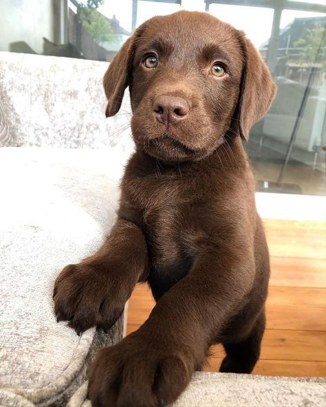 Dog Cuties, Labrador Puppy Chocolate, Brown Labrador, Chocolate Lab Puppies, Chocolate Labrador Retriever, Brown Puppies, Black Color Hairstyles, Lab Puppy, Lab Dogs