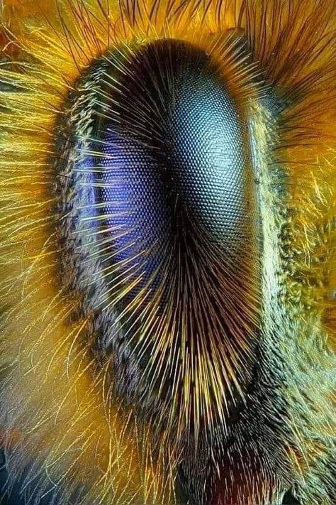 Honey Bees Keeping, Macro Fotografia, Insect Eyes, National Geographic Photography, Macro Photography Nature, Eye Close Up, Bees And Wasps, Beautiful Bugs, World Pictures