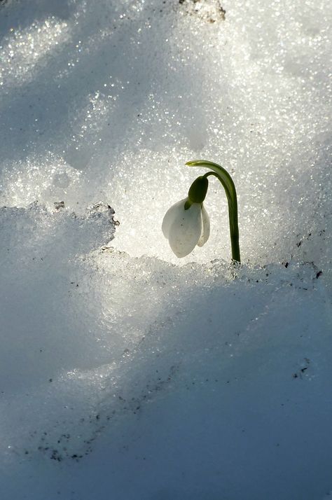 snowdrop in snow | wundoroo | Flickr Snow Plant, Gifts For Boyfriend Parents, Shadow Plants, Meditation Studio, Light In The Darkness, Photo Class, Snow Photography, Christmas Gifts For Parents, Gifts For Boyfriend