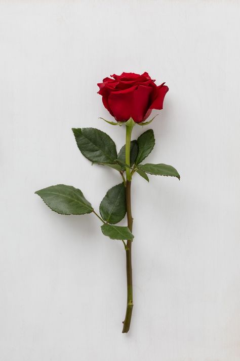 Single Rose Photography, Single Red Rose Aesthetic, One Rose Aesthetic, Love Flowers Romance, Rose Flowers Images, Red Rose Photography, Rose Flower Photography, Rose Flower Photo, Red Rose Painting