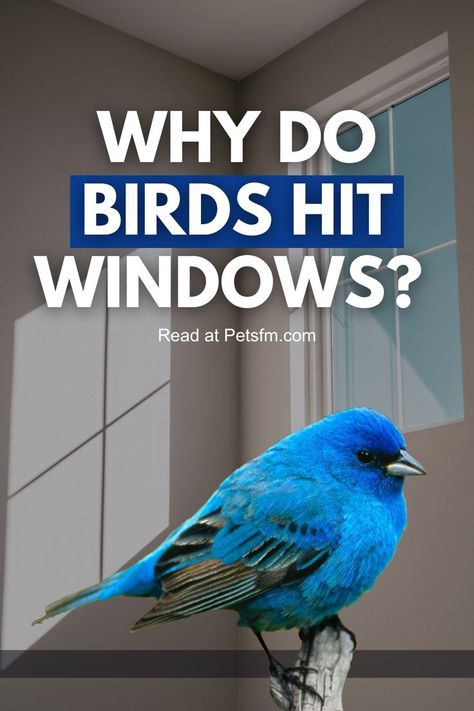 Discover the reasons behind birds hitting windows and how you can help prevent these unfortunate collisions. Explore our insightful article on PetsFM to learn more about protecting our feathered friends and making your windows bird-friendly. 🐦 Survival Instinct, Wild Birds, Spirituality, Birds, Reading